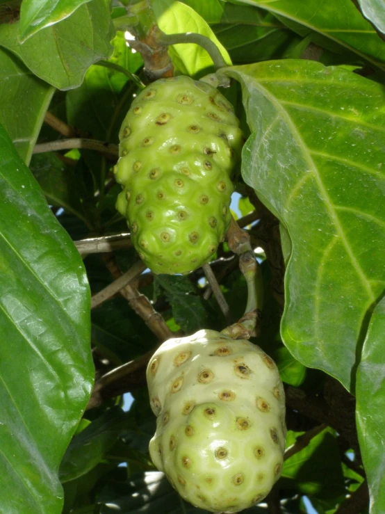 two green fruit that are growing on a tree
