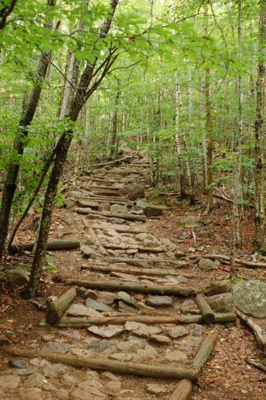 a stone path leads through a lush forest