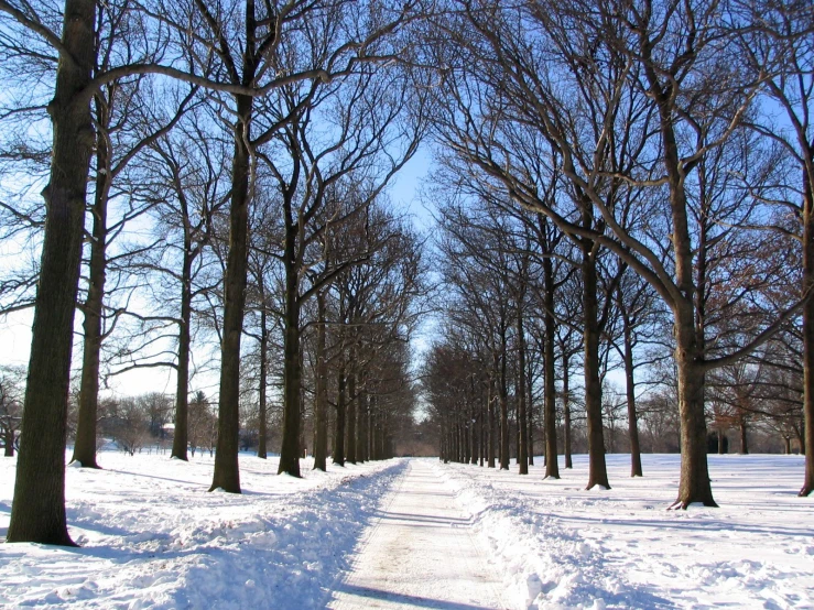 a street in a snowy, icy area with lots of trees