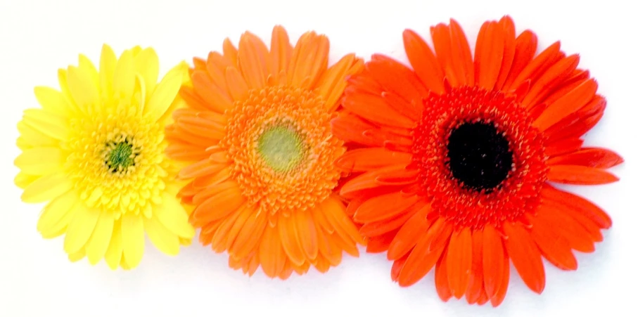 an arrangement of three gerberia arranged in the form of flowers