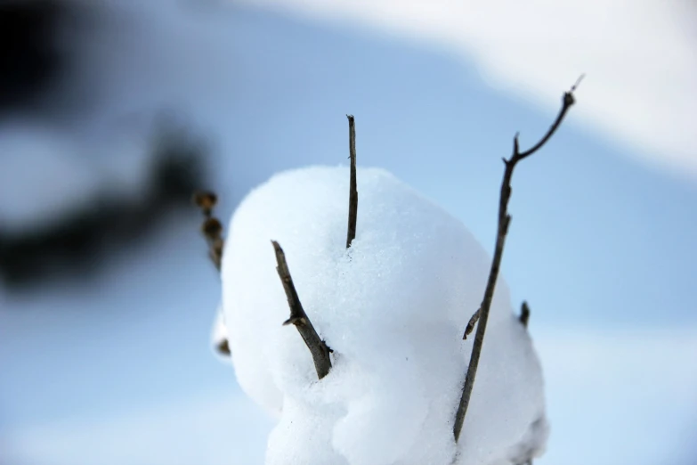 some stems and twigs with some snow on them