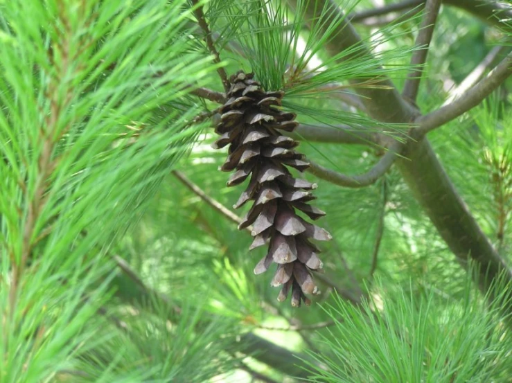 a tree nch that has some pine cones hanging from it