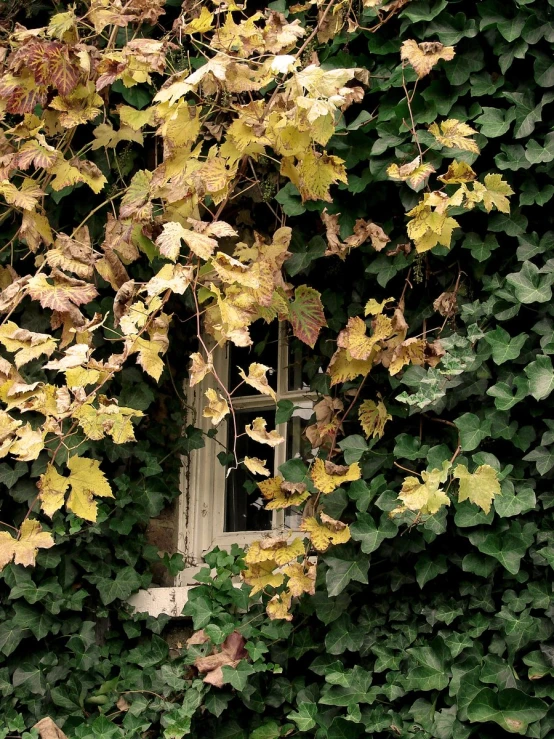 the leaves on a tree near an open window
