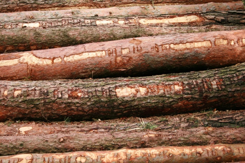 large logs piled in rows that have carvings on them