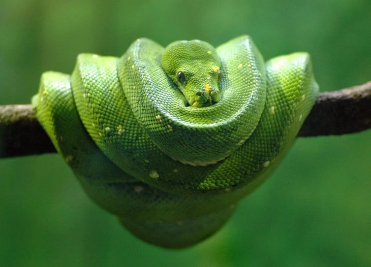 a small green snake is curled up on a nch