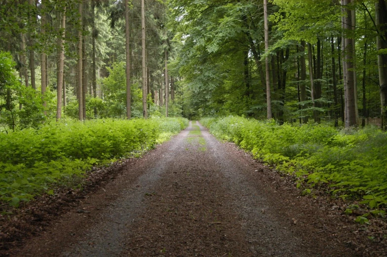 a road leading through a forest lined with tall trees