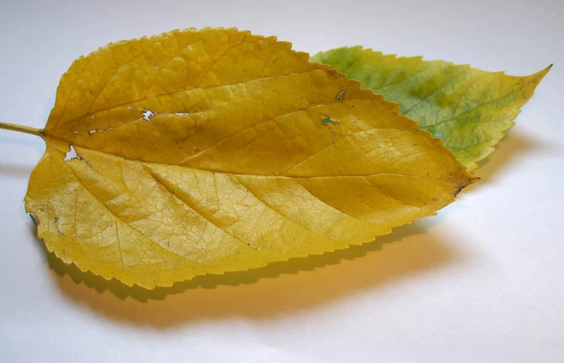 two yellow and green leaves are on a white surface