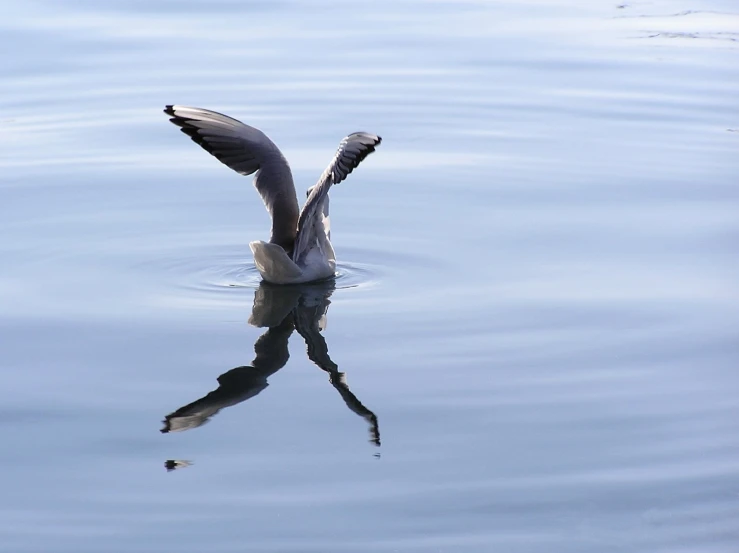 a bird is flapping it's wings while standing in a lake