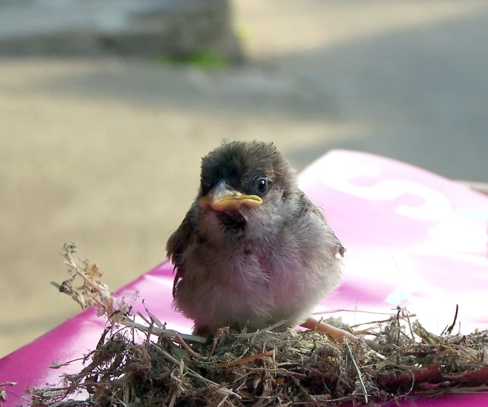 a small bird is sitting in some grass