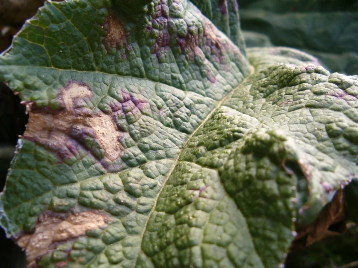 close up image of the leaves with yellow and purple patches