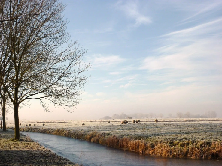 a small creek in a grassy field next to a tree