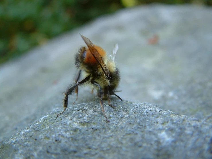 an image of the close up of a bee