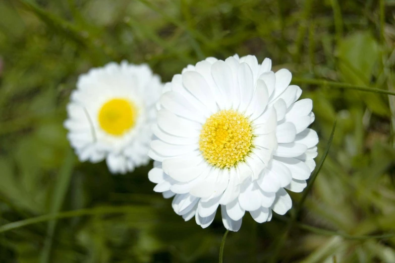 two white flowers with yellow centre surrounded by grass