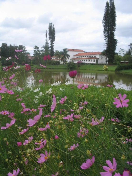 flowers line the edge of a pond in front of a large mansion