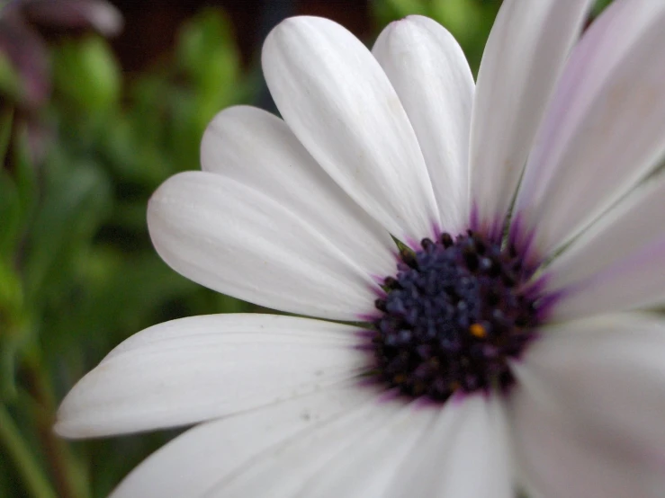 white flower with purple stamen with green background