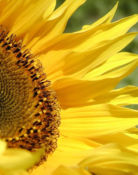 closeup of the petals on a yellow flower