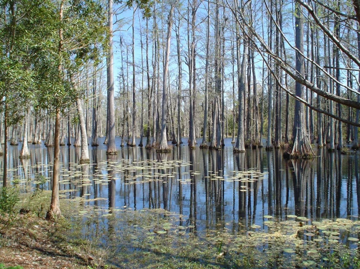 a group of trees that have fallen over in the water
