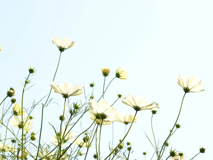 a group of white flowers standing next to each other