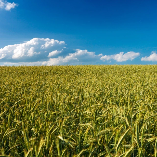 a field with bright green crops and lots of blue skies