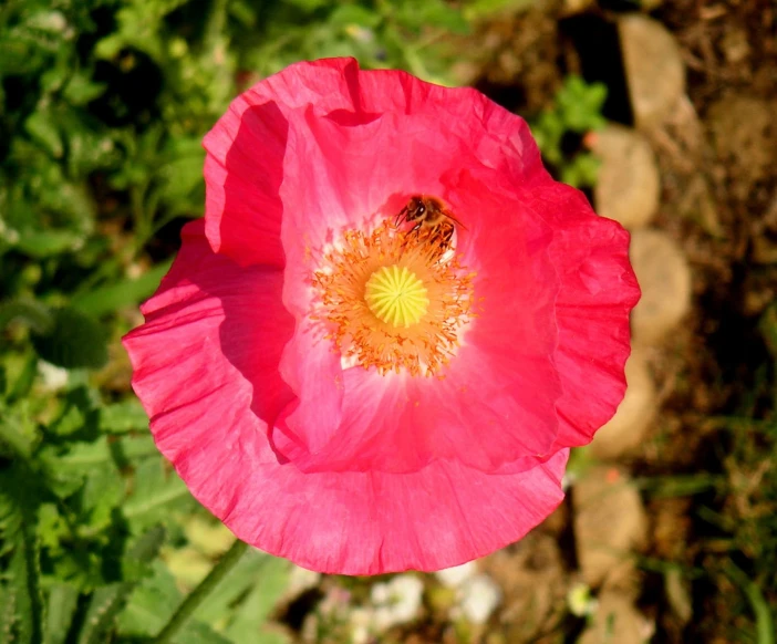 a pink flower with a yellow center sitting on some rocks