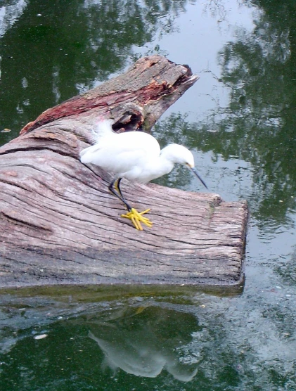 the bird is sitting on top of the log that is in the water
