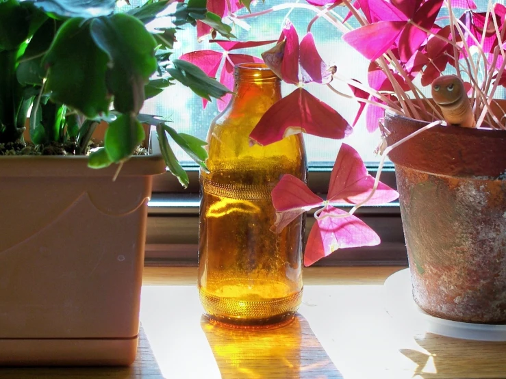 an array of decorative plants next to a potted plant