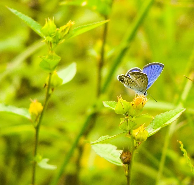 two blue erflies on a green plant with other plants in the background