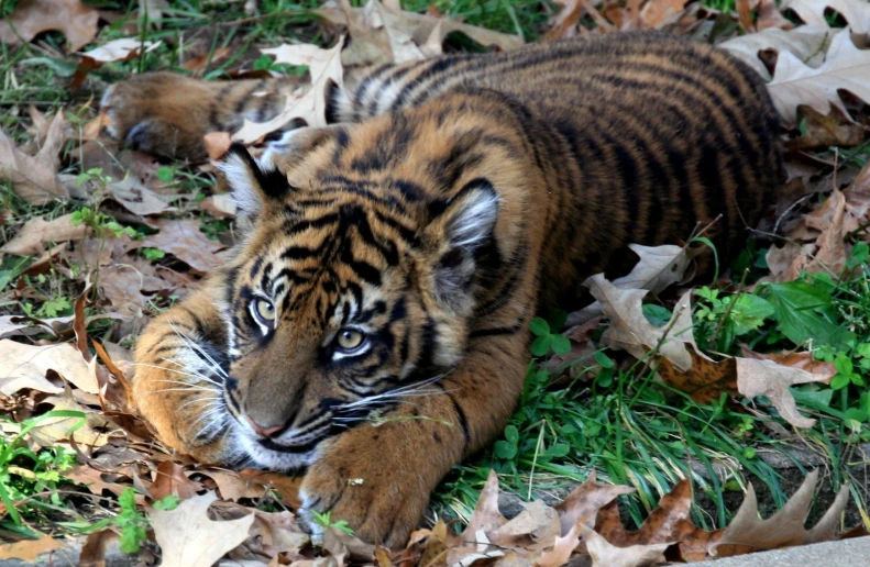 a tiger cub laying down on leaves in a forest