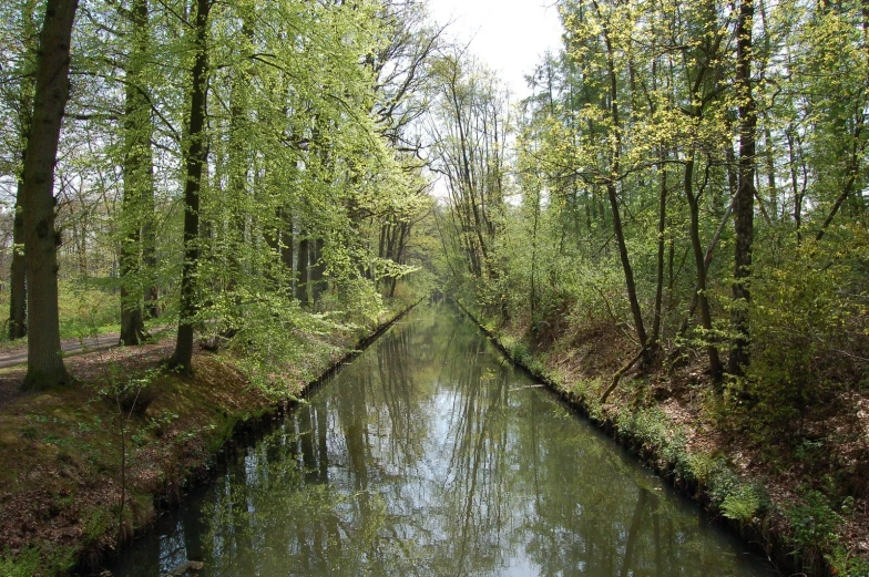 a narrow river runs through an area with green foliage