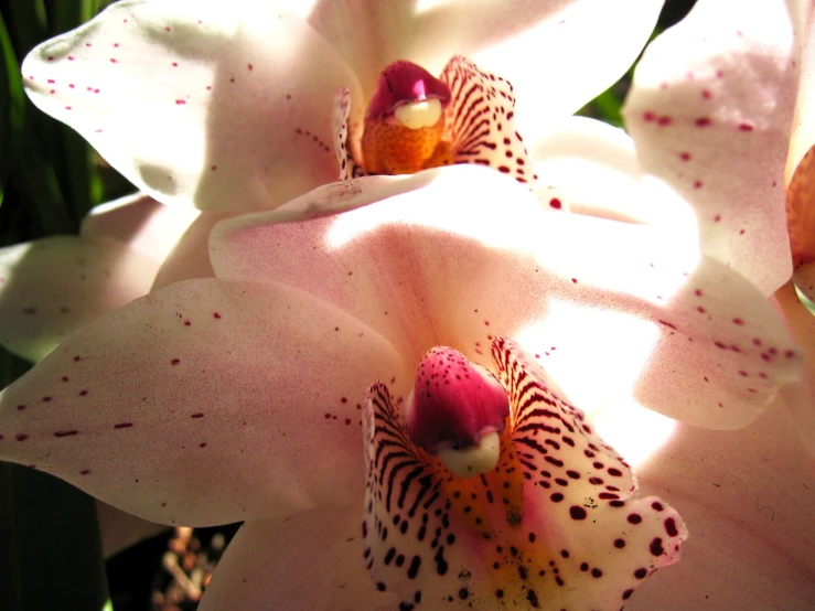 the inside of some white and pink flowers