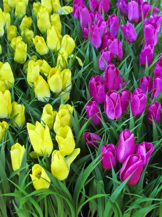 tulips are planted in the ground among other flowers