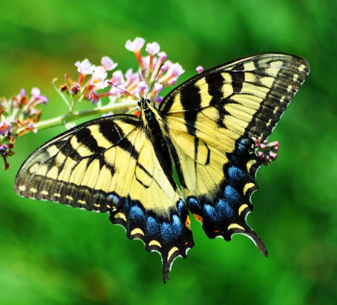 a yellow erfly sitting on top of a purple flower