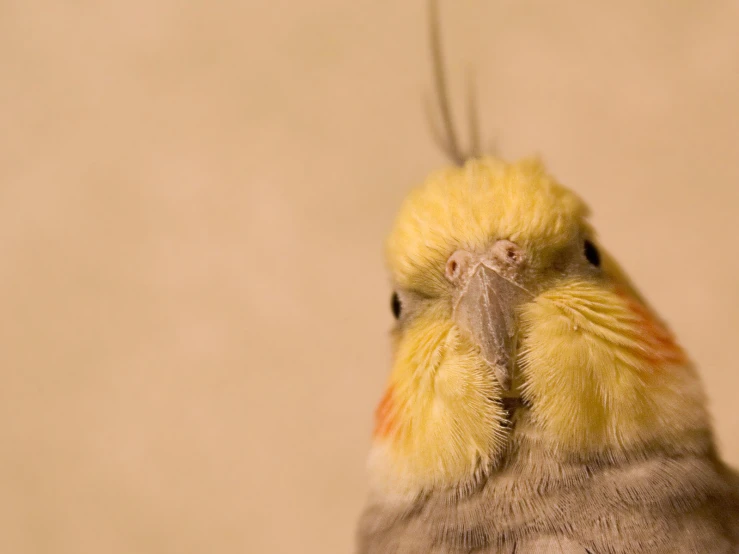 a bird sitting on top of a wooden floor