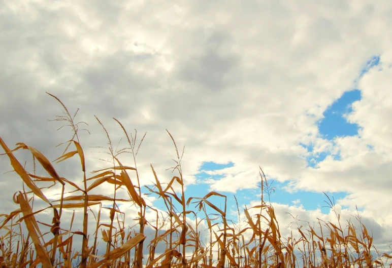 looking up at some corn stalks against a cloudy sky