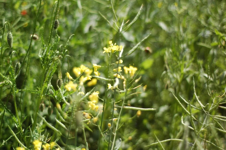 the flower is yellow and green in this field