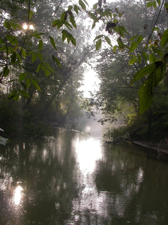 river surrounded by trees with sun shining through