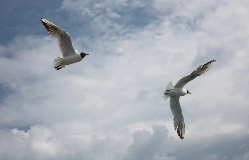 two seagulls are flying in the sky together