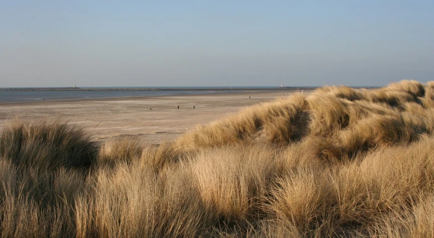 a group of people on a sandy beach