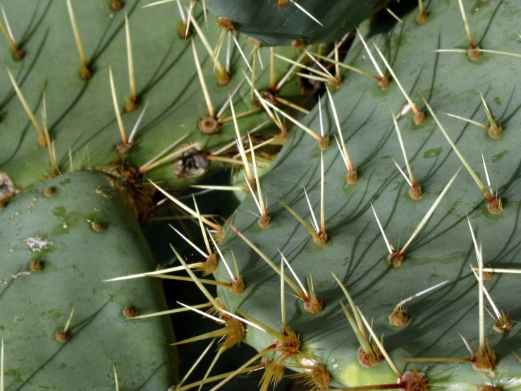 a close up of a bunch of leaves and a cactus