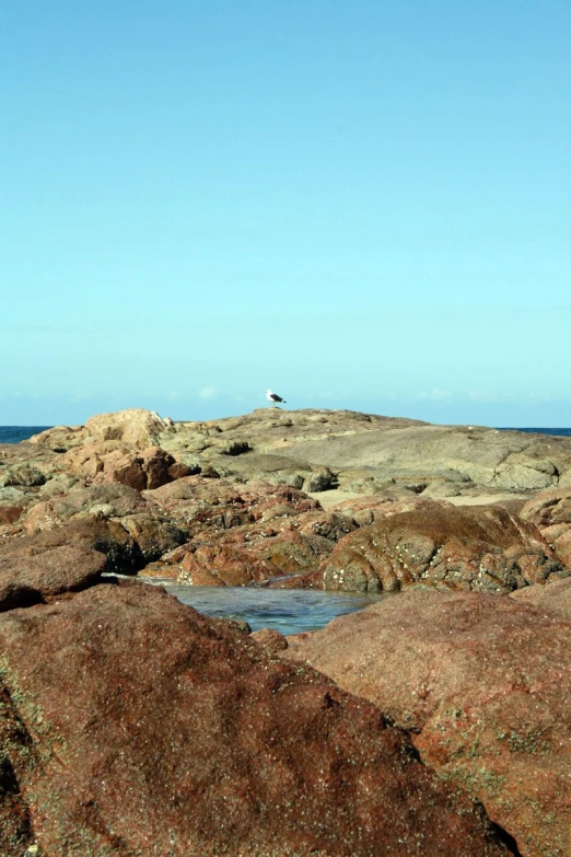 a bird perched on top of a rocky shoreline