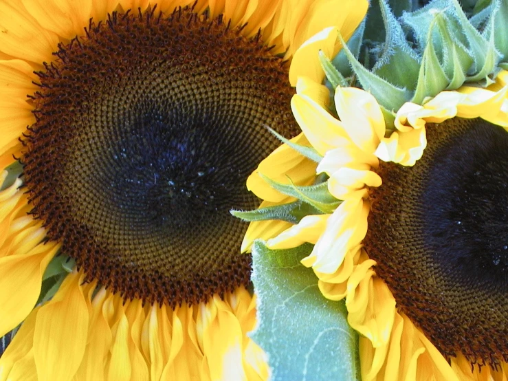 two yellow and green sunflowers together on the same stalk