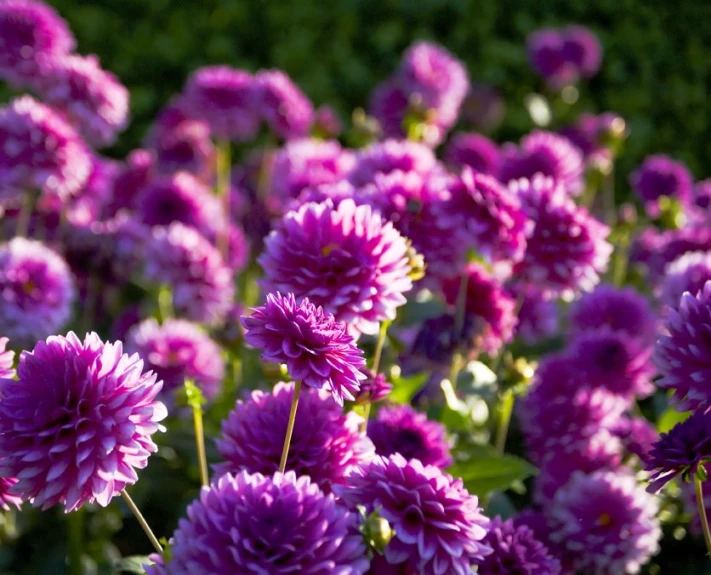 purple flowers growing in the sun in a garden