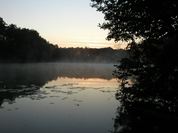 a lake and some water plants and a tree