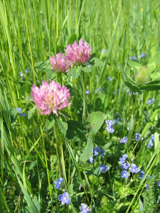 some pink flowers and blue forgetrosh in a field