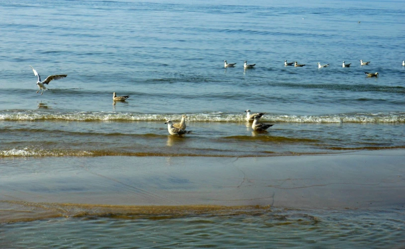 some ducks swimming and water on the beach
