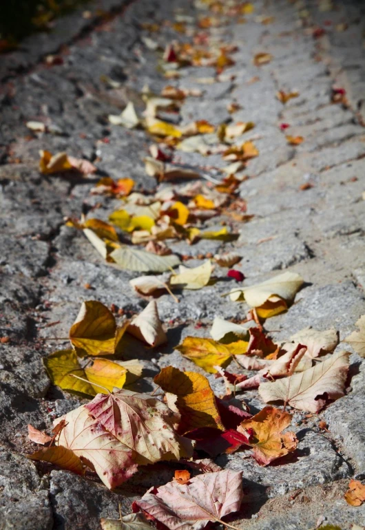 leaves lying on the sidewalk near a street