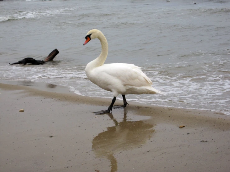 a duck and dog standing on a beach next to the ocean