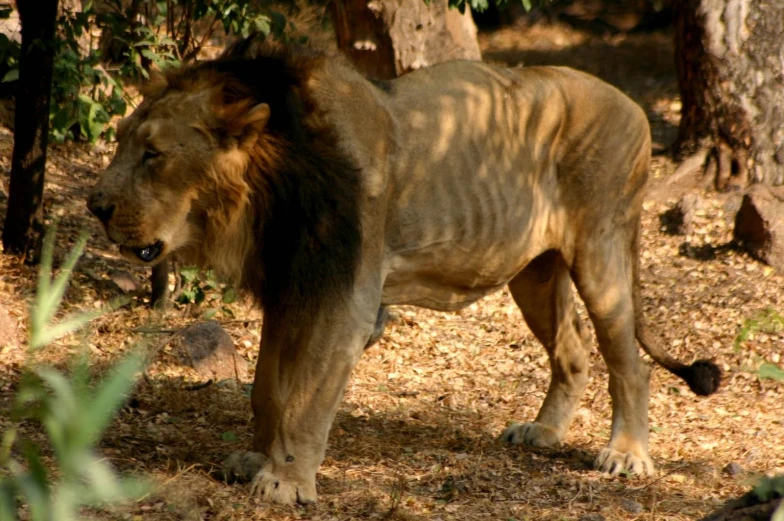 a large lion stands in the woods during the day