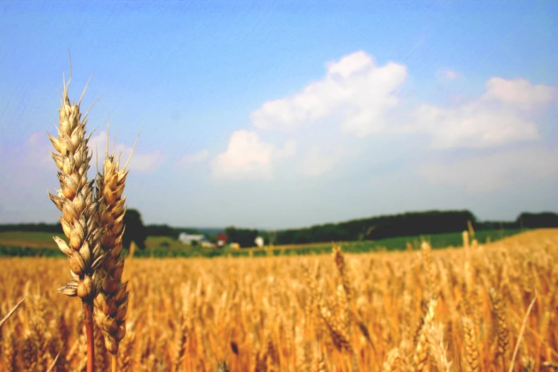 a field full of wheat under blue sky