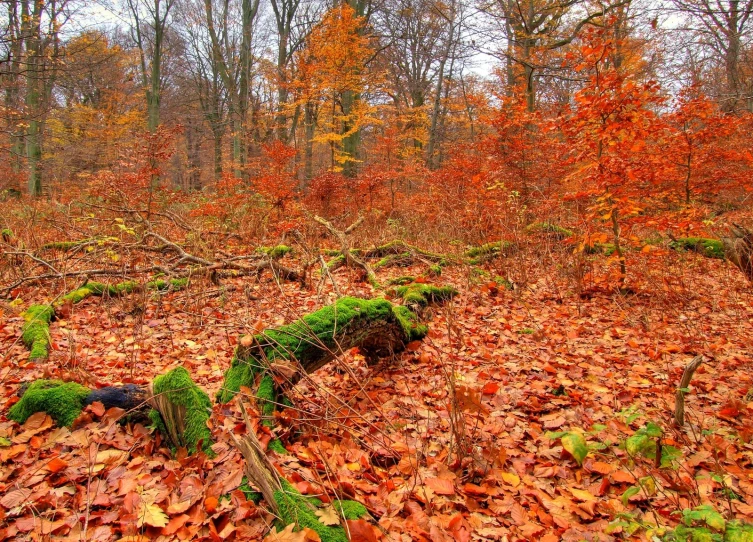 a forest filled with lots of leaves and trees